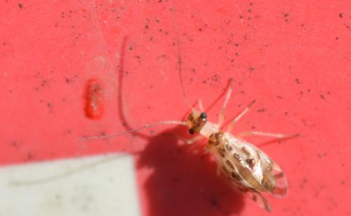 Graphopsocus cruciatus
